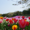 秩父 羊山公園　芝桜まつり2016 DSC04751