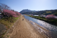 河津桜まつり 2016 2/21 DSC02894