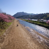 河津桜まつり 2016 2/21 DSC02894