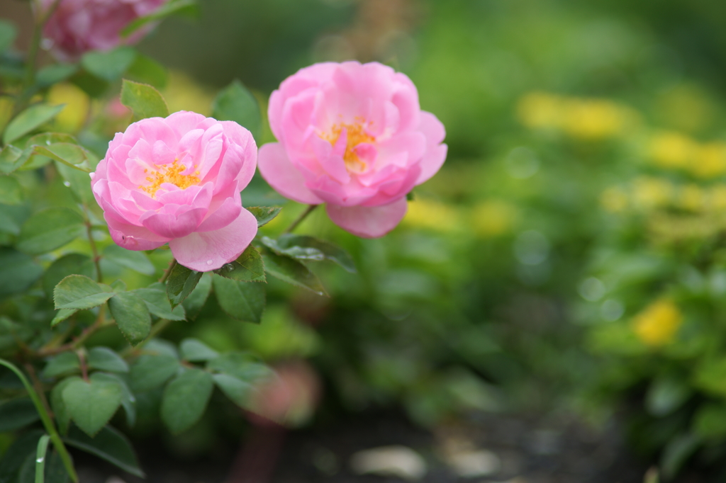 雨上がりの花菜ガーデンにて 6/27 DSC01580