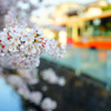 朝陽を浴びる桜と川面の陰影 ②