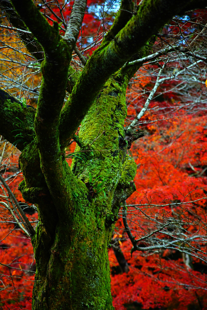 深緑と深紅の魅せられて ①