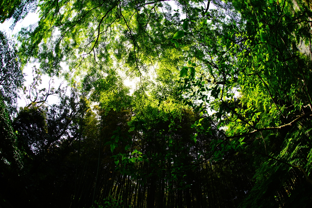 竹林の世界～報国寺～②