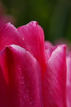 チューリップ 花菜ガーデン 2016 3/5 DSC03515