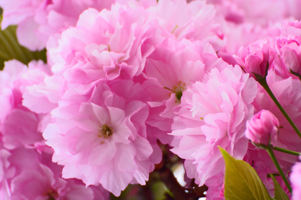 ぶらっと八重桜 ②
