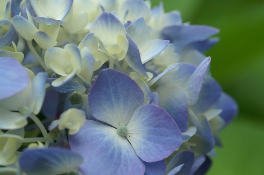 鎌倉　長谷にて①PICT2080