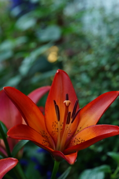 咲き始め ユリ 2016 6/11 DSC03559