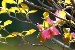 街路樹の花水木 ③