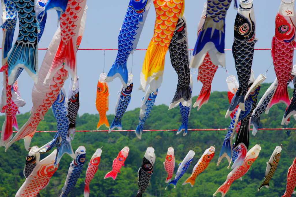 相模川 鯉のぼり 2016 5/1 DSC00047