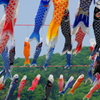相模川 鯉のぼり 2016 5/1 DSC00047