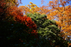 報国寺 竹撮ぶら散歩 2015 12/12 DSC02640