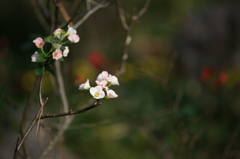 早咲きの梅の花 熱海梅園 ぶら散歩 2015 11/21 DSC01005