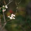 早咲きの梅の花 熱海梅園 ぶら散歩 2015 11/21 DSC01005