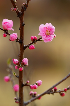 春色～花桃～⑤