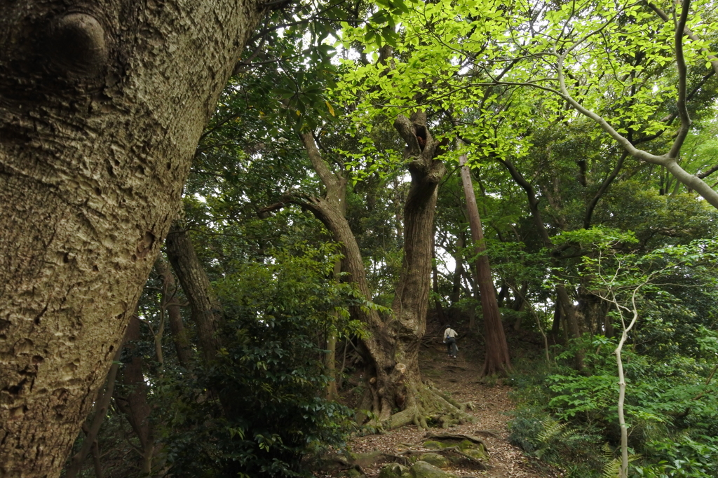 ちょっと鎌倉 2016 4/27 DSC_0352