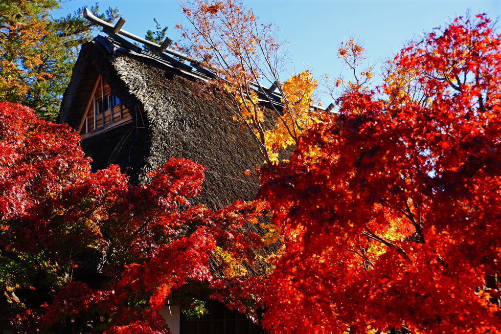 茅葺屋根のある紅葉風景...②