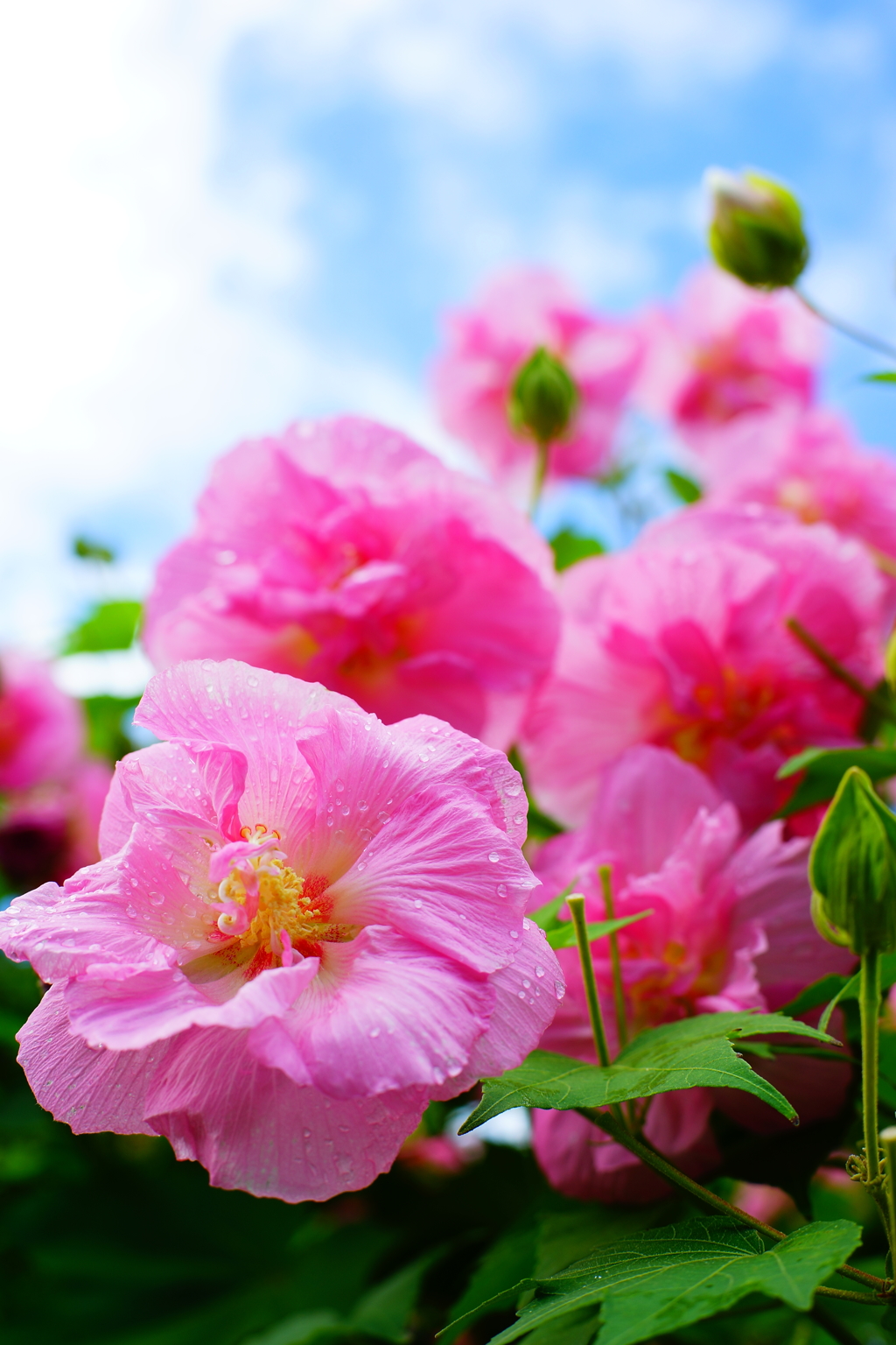 芙蓉 2016 8/20 DSC08430