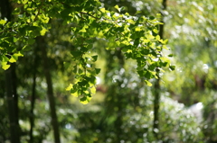 ぶら散歩 神奈川県立あいかわ公園 2015 11/3 DSC09809