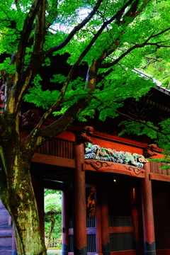 残暑の妙本寺 DSC08501