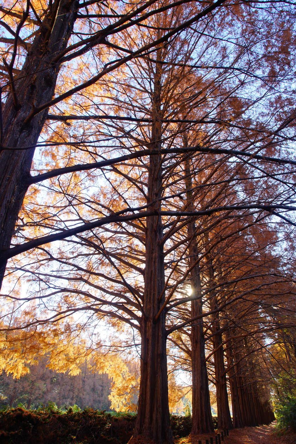 終わりに近づくメタセコイア並木の紅葉