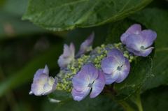 雨上がりの紫陽花 鎌倉にて5/30　PICT2439