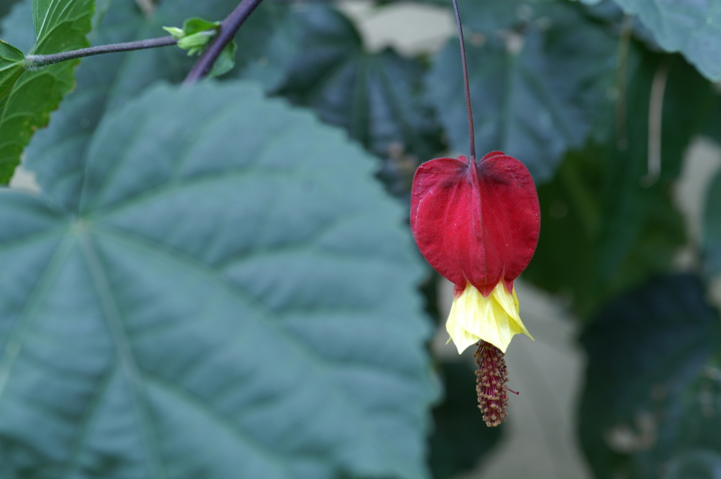 雨上がりの紫陽花 鎌倉にて5/30　PICT2450