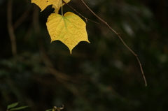 養老渓谷 ぶら散歩 2015 11/22 DSC01263