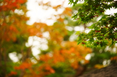 小さい秋 ぶら散歩 昭和記念公園 2015 10/10 DSC08194