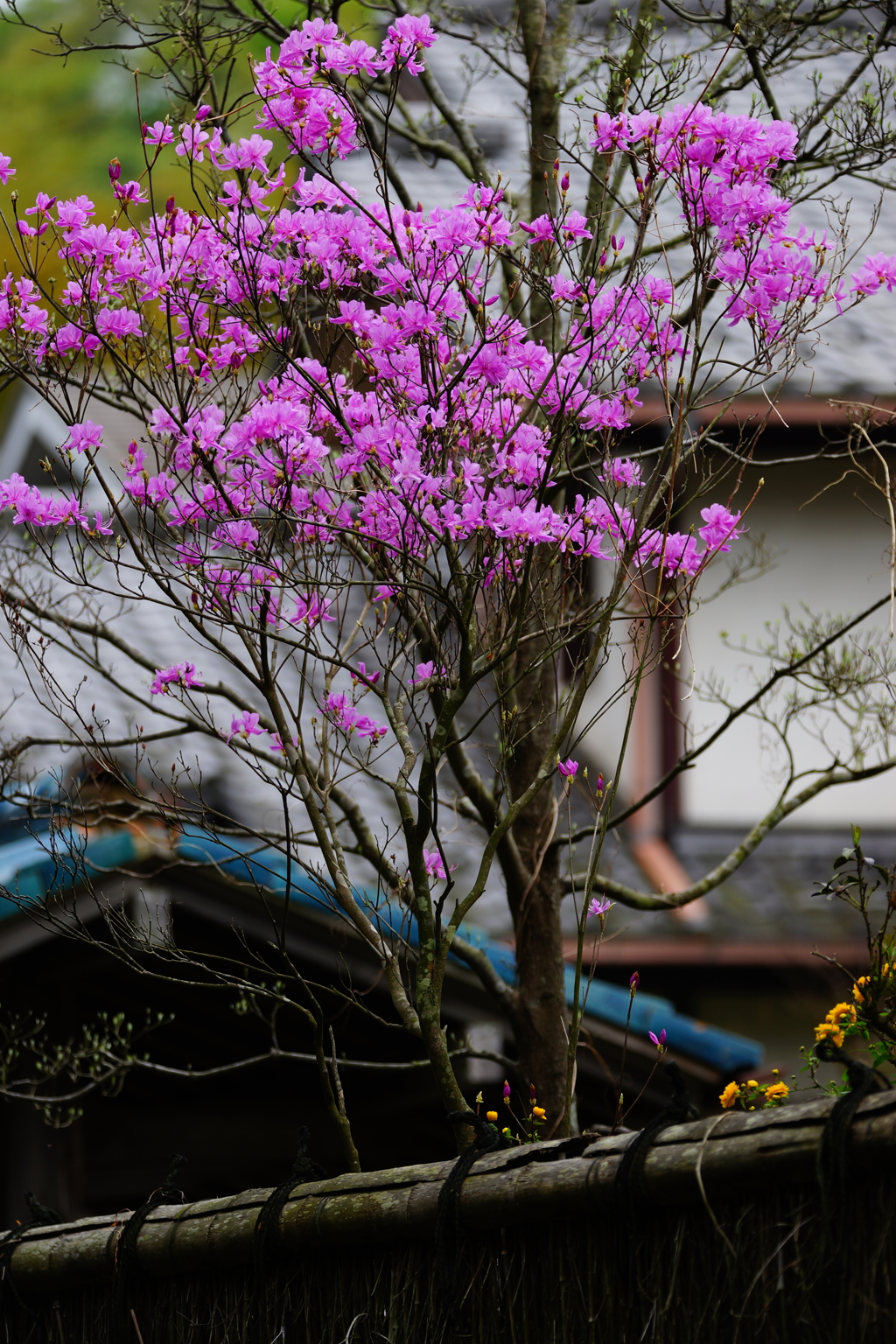 北鎌倉 ぶら散歩 2016 4/10 DSC08709