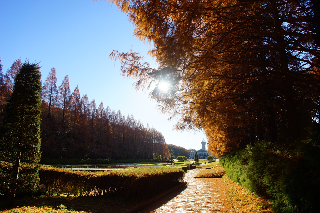 終わりに近づくメタセコイア並木の紅葉