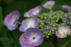 雨上がりの紫陽花 鎌倉にて5/30　PICT2432