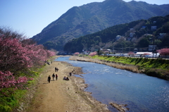 河津桜まつり 2016 2/21 DSC06025