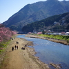 河津桜まつり 2016 2/21 DSC06025