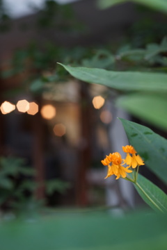 ちょっぴり気になる秋の花