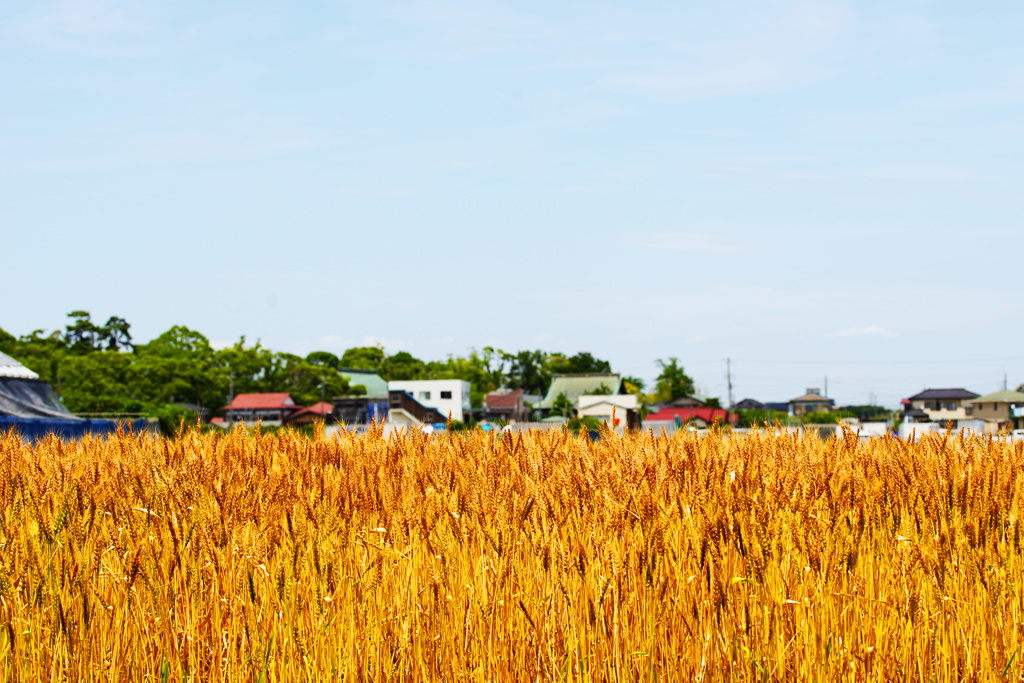 金色の麦秋 ①