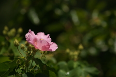 ぶら散歩 7/20 DSC02840