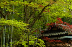 北鎌倉 ぶら散歩 2016 4/10 DSC08664
