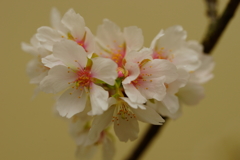 玉縄桜 ③
