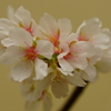 玉縄桜 ③