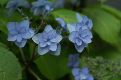 鎌倉　長谷にて①PICT2023