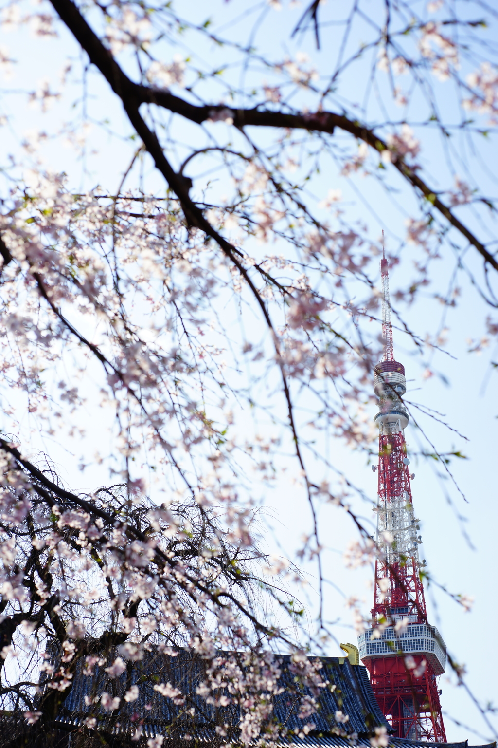 増上寺 2016 3/27 DSC07391