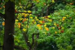 小さい秋 ぶら散歩 昭和記念公園  2015 10/10 DSC07867