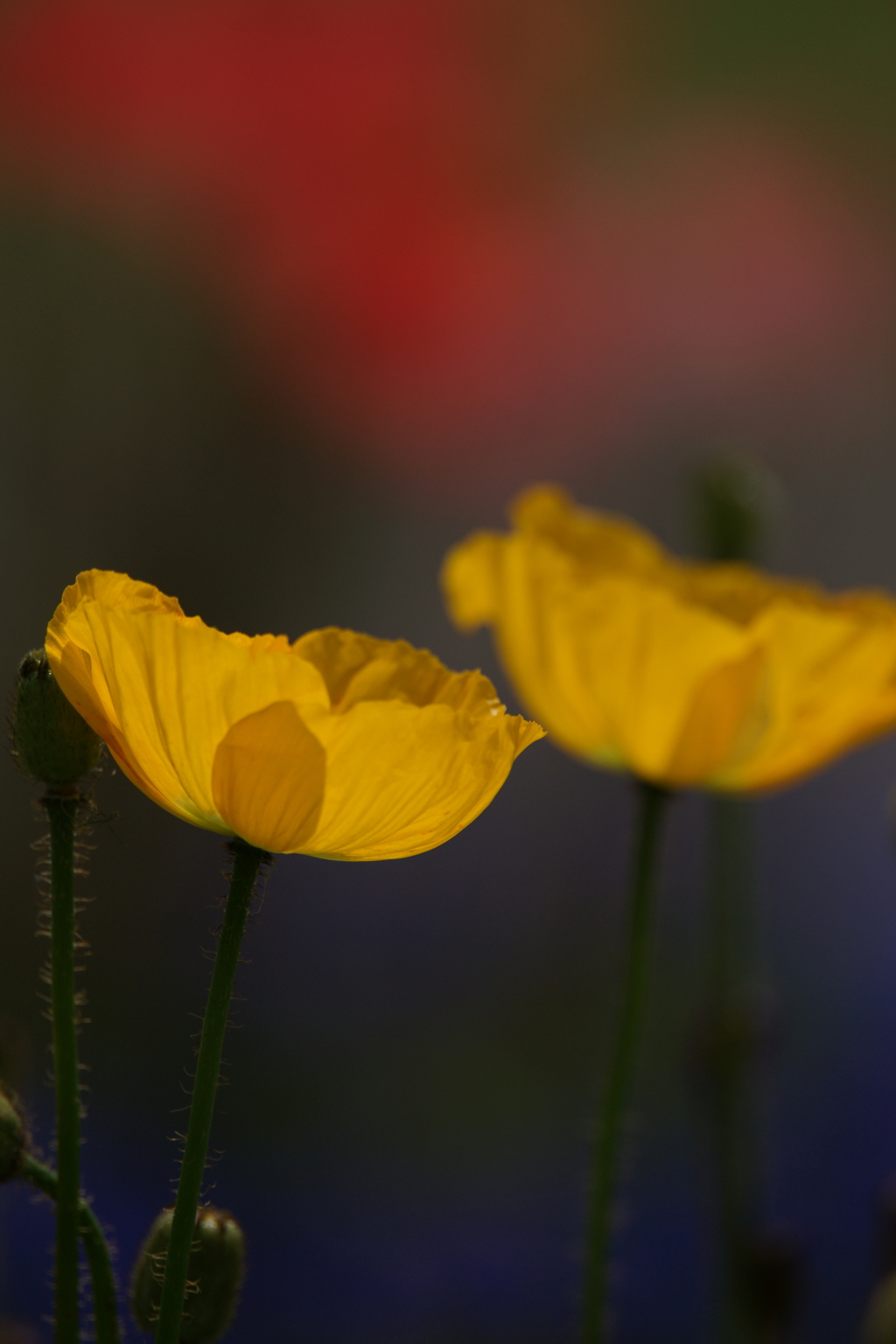 初夏の陽射しの中で  2016 5/7 DSC08275