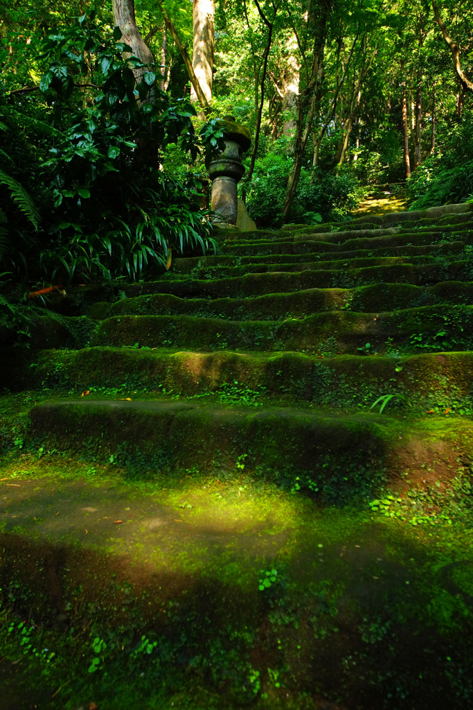 神秘的な苔寺～妙法寺～③