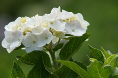 横須賀菖蒲園にて 6/6 DSC00656