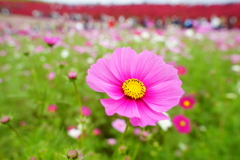 秋桜～国営ひたち海浜公園～