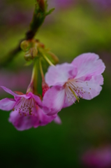 伊豆土肥 白浜桜の里 2016 2/11 DSC05607