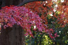 終わりに近づく紅葉の季節