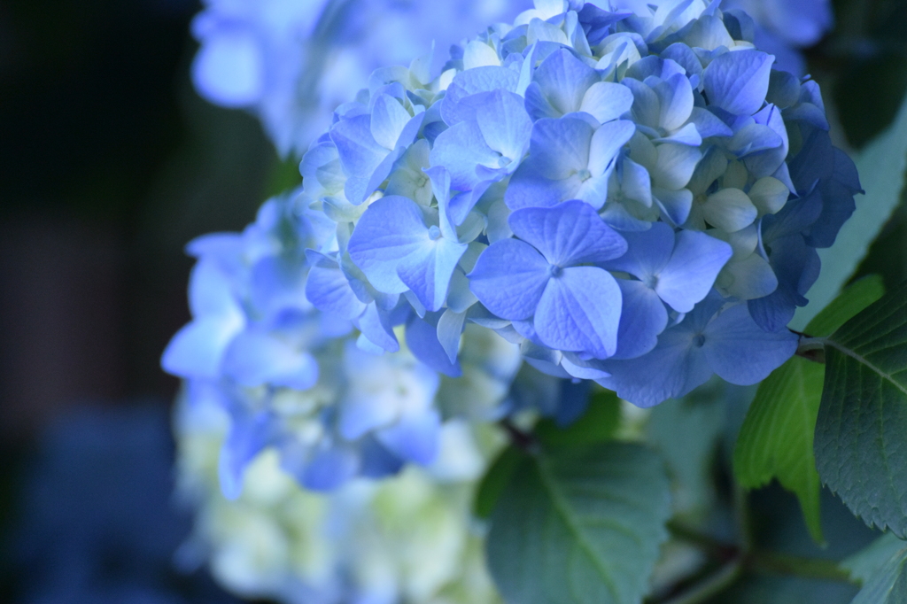 明月院ブルーに憧れて 2016 5/26 DSC_2632