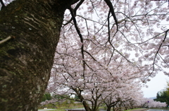 秦野戸川公園 桜 2016 4/9 DSC04463